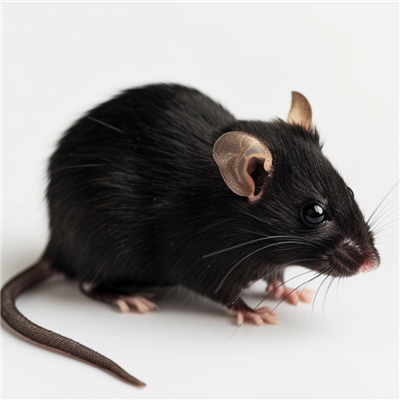 特應性(AD)皮炎動物模型構建